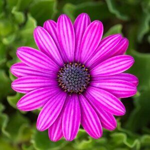 Meet your Posher, Irene